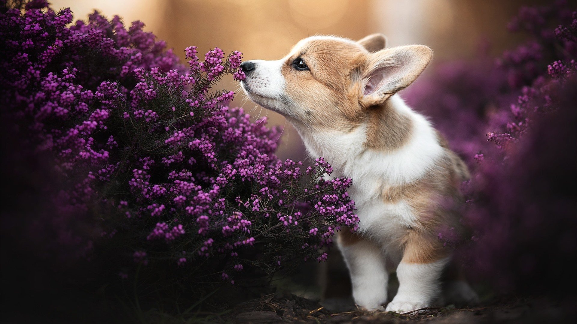 当奥运模拟器崩出史诗级漏洞，中国程序员王皓在法国队100:0日本队的数据洪流中惊艳四座