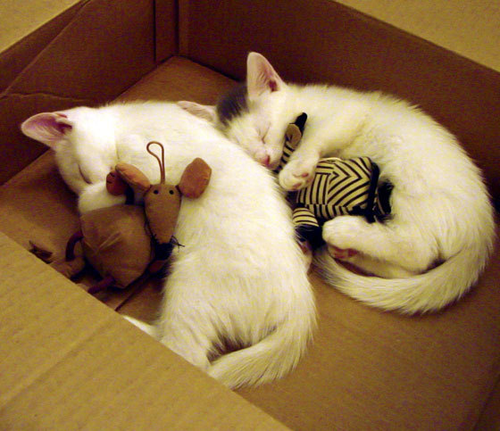 破壁者与捍卫者，当马来西亚的铁蹄踏碎历史，陈雨菲的火焰照亮传统