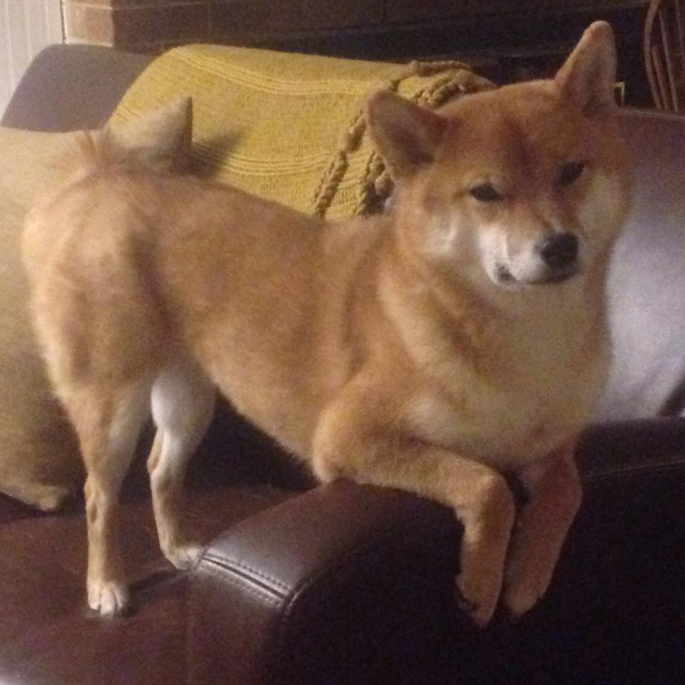 当绿茵场遇见绿衫军，塔图姆的纪录之夜与一场4-3的世界杯经典