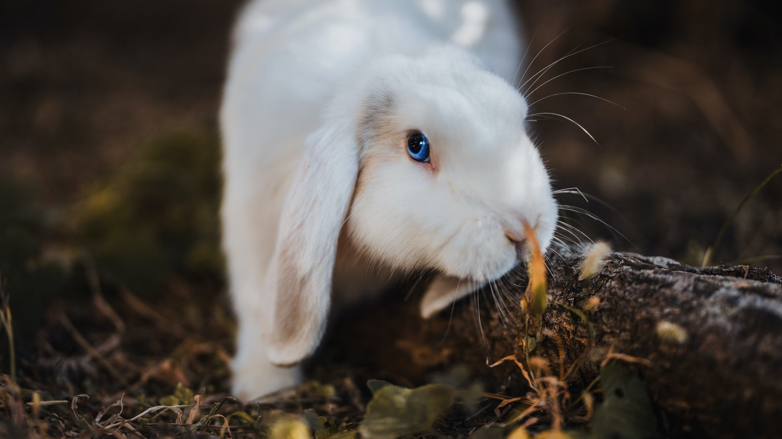 毕尔巴鄂的钢铁意志，一场战争迷雾中，奥纳纳如何用连续得分强行终结伊朗神话