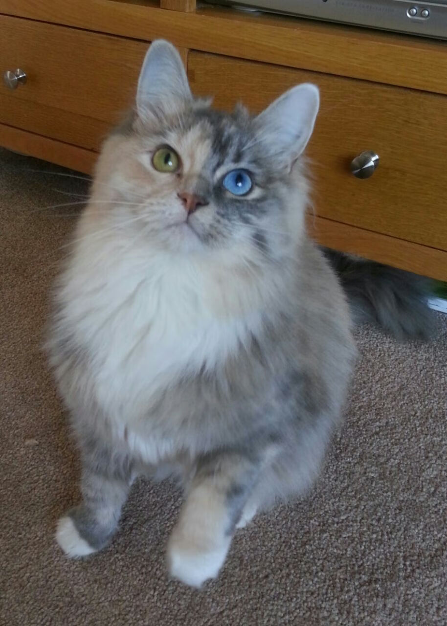 当皮球奔向球门时,整个葡萄牙在祈祷,而他只做了一件事