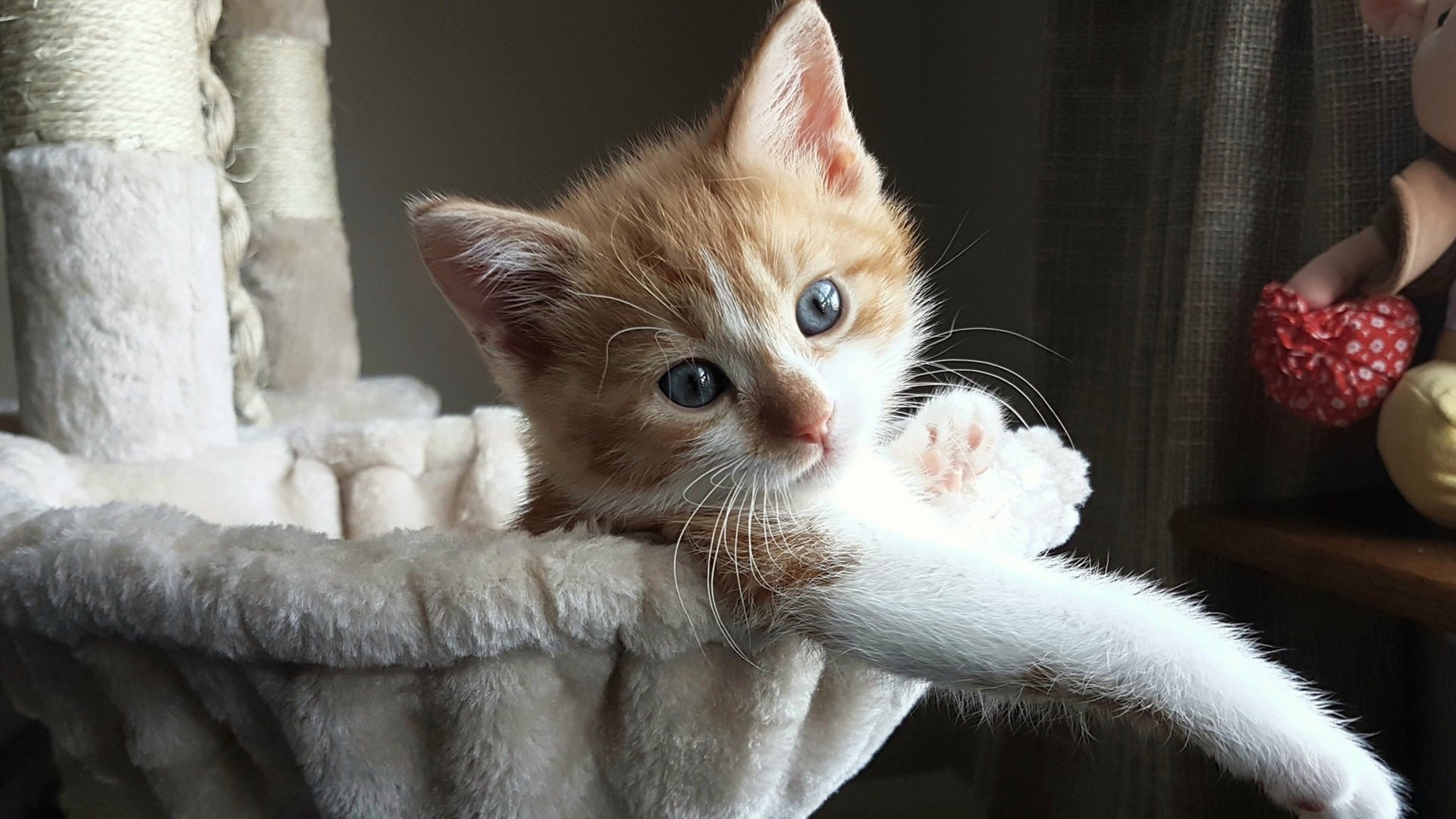 年度焦点之战之夜，塔图姆表现堪称教科书