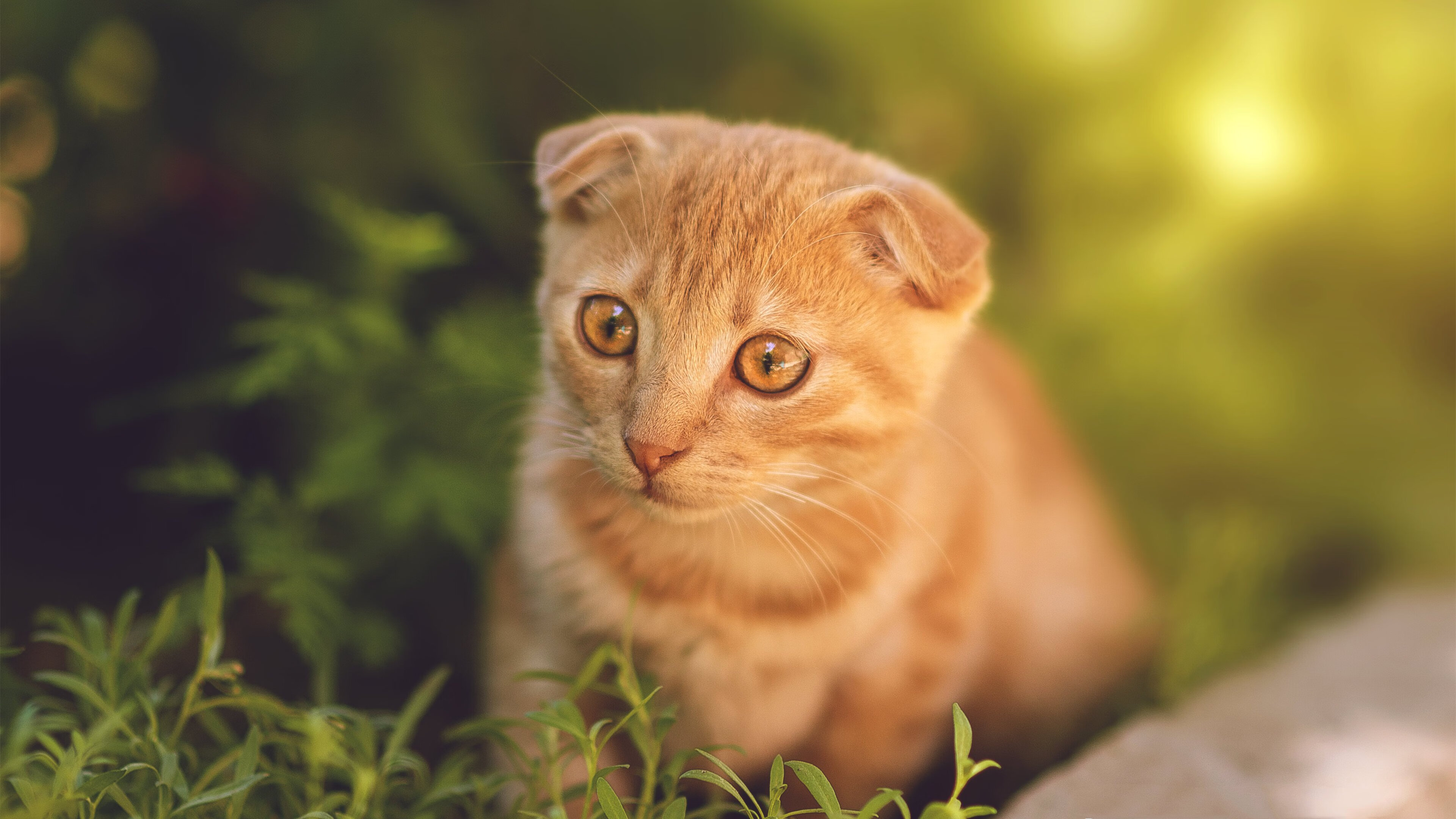 寒冰与烈火之间,阿劳霍用自我救赎重写失意者的故事
