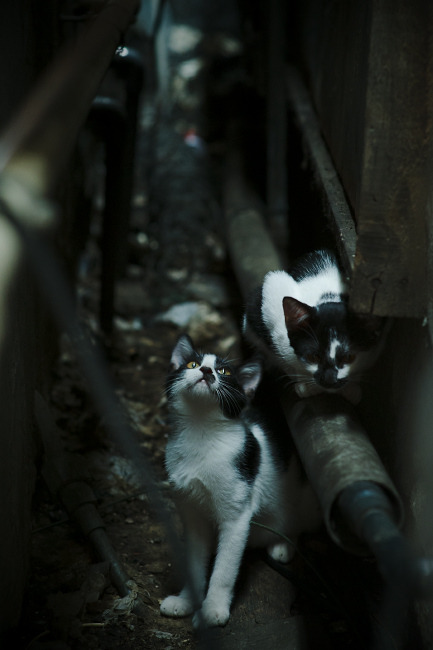 爱游戏tv-绿茵场上的大陆板块运动，规则之盾与资本之矛