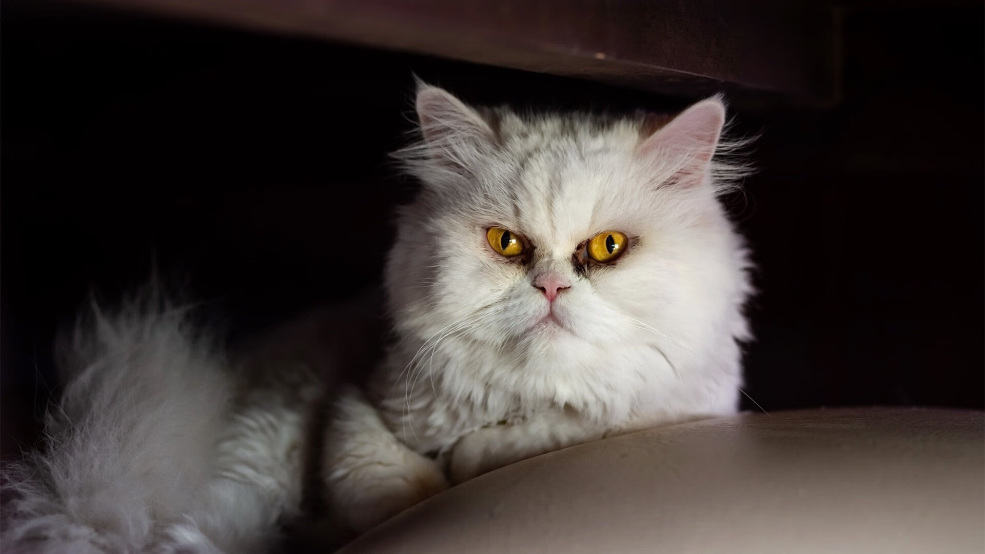 浴火重生，凯塞多一己之力导演丹麦绝境绽放