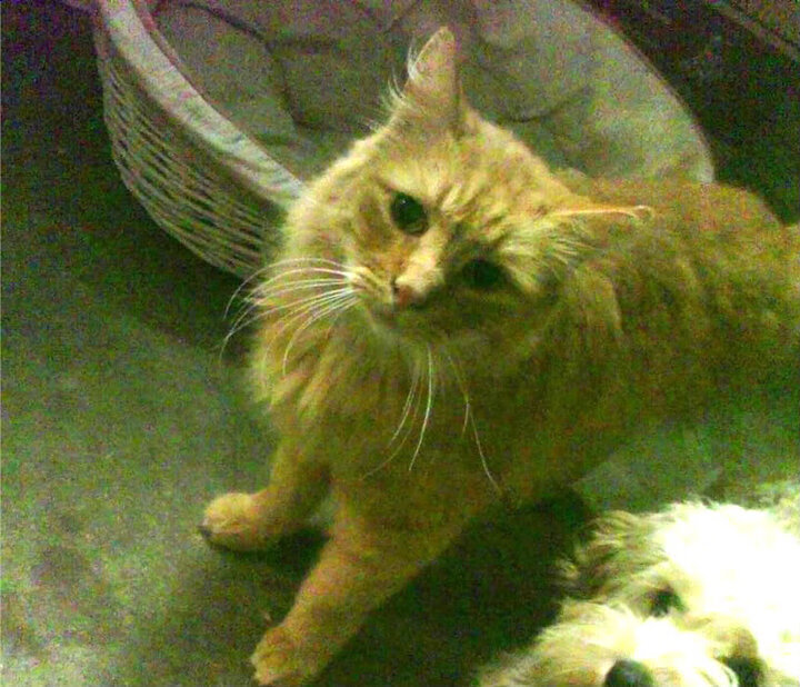 欧文化身手术刀，绿军客场解剖奇才