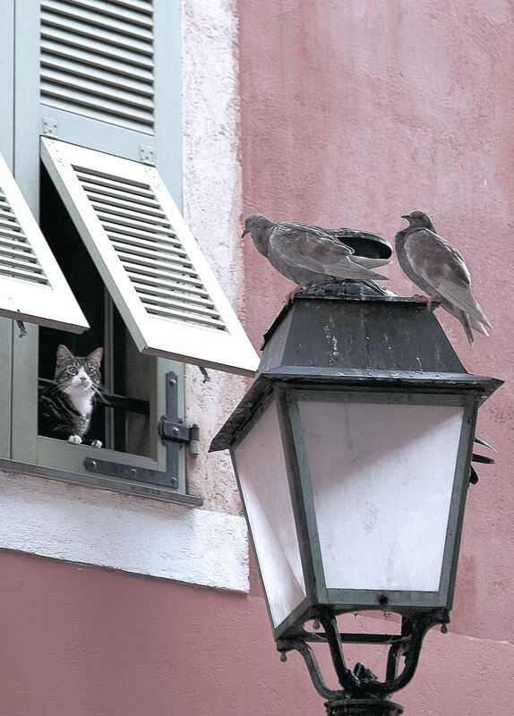 双城记，休斯顿的狂想曲，达拉斯的控制论