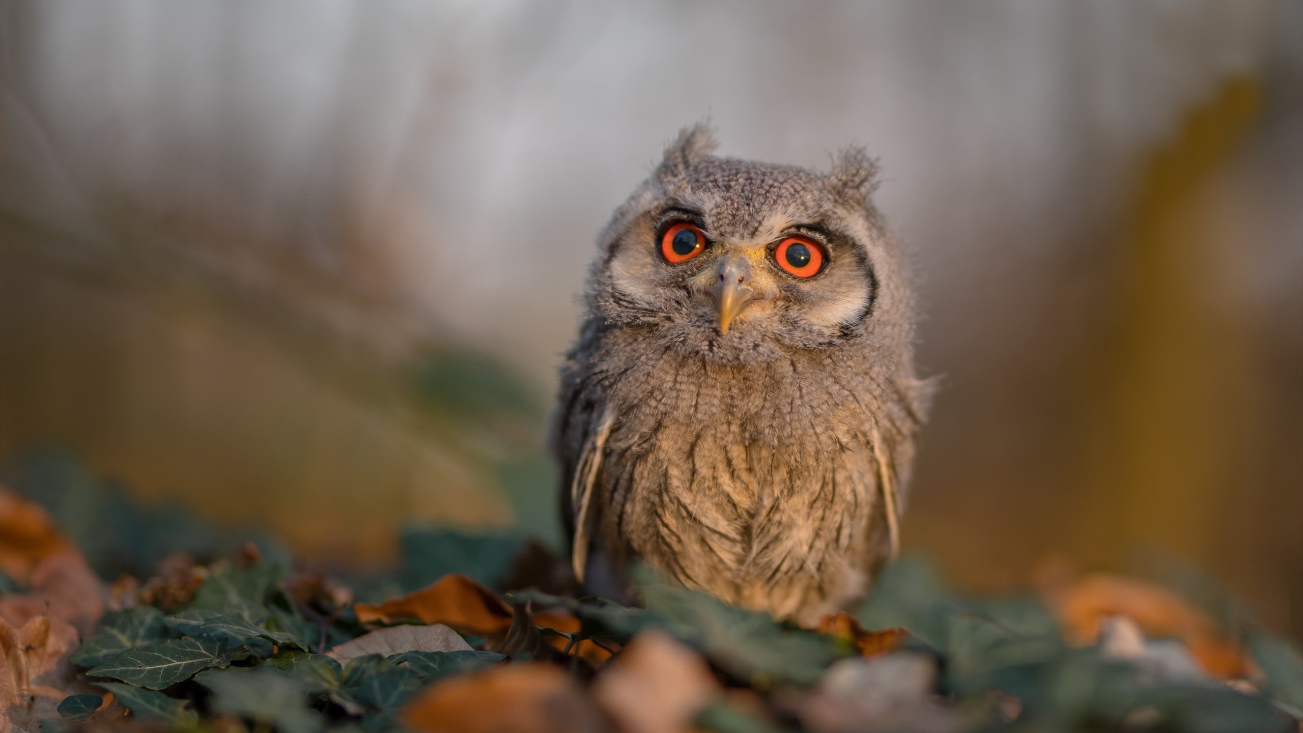 双重战线，英超争冠天平一夜倾斜，那不勒斯跨洲终结牙买加足球幻想