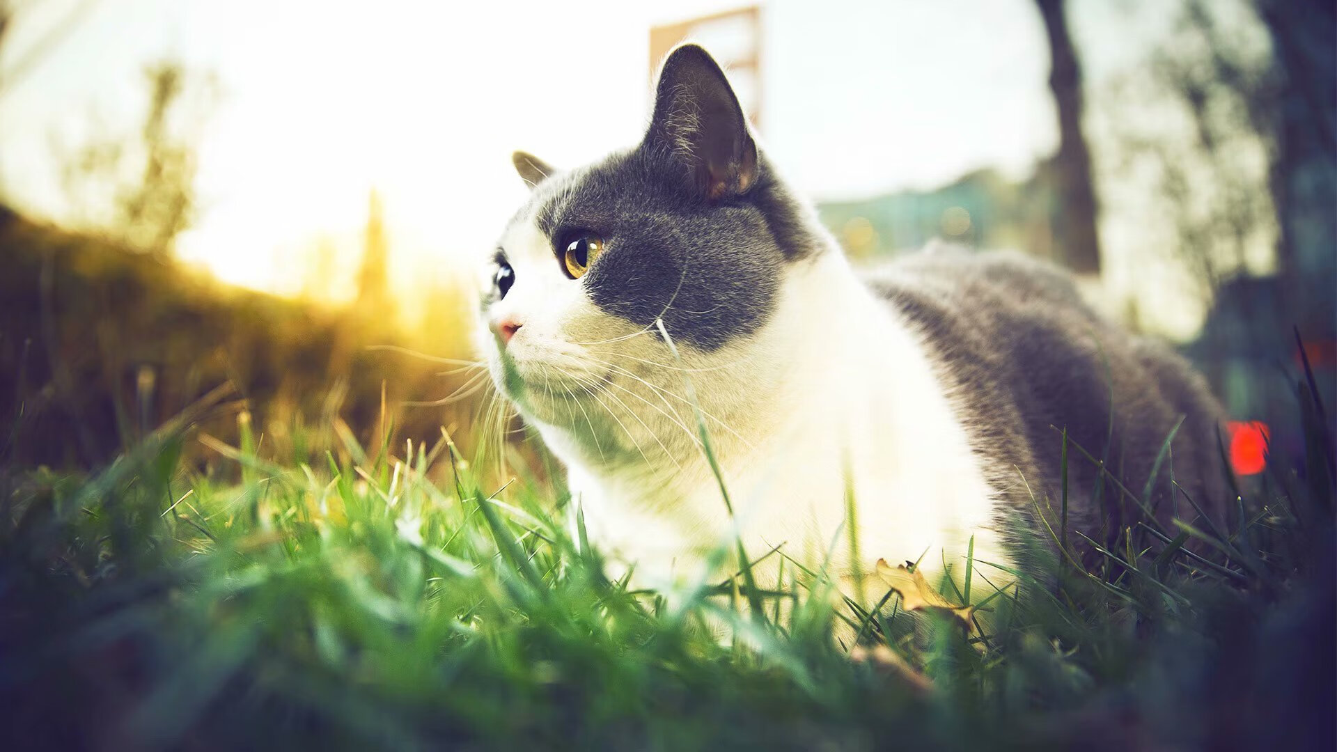 异度篮球史诗，当爵士音符冻结绿军王朝，贝恩于总决赛的暗夜接管