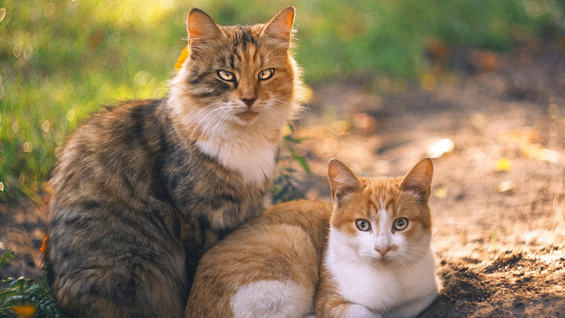 梅阿查之夜，当错位哈弗茨在意大利完成德国式救赎